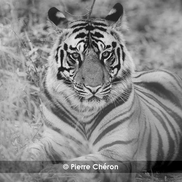 _IN10415-tigre,-Bandhavgarh