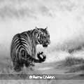 01-Tigre-du-bengale