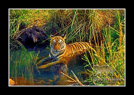 09-Tigre-du-bengale