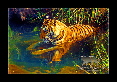 10-Tigre-du-bengale
