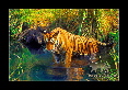 11-Tigre-du-bengale