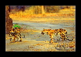 23-Tigre-du-bengale