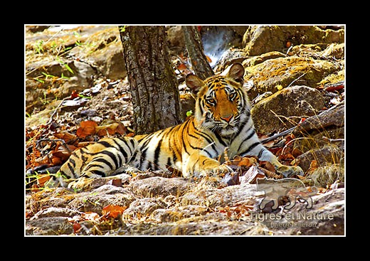 16-Tigre-du-bengale