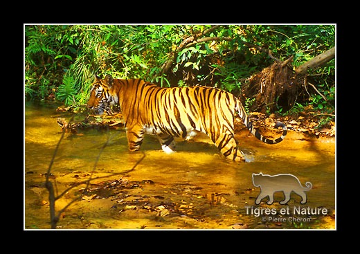 26-Tigre-du-bengale