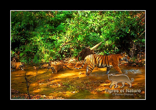 28-Tigre-du-bengale