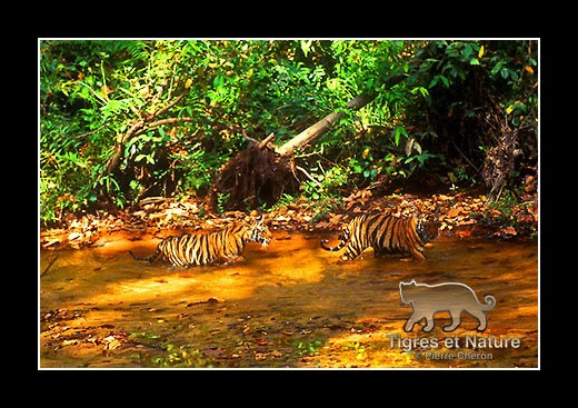 29-Tigre-du-bengale