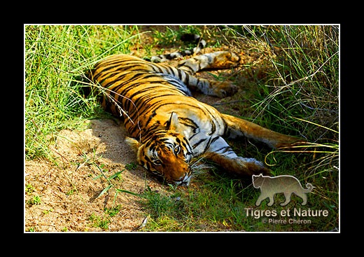 06-Tigre-du-bengale