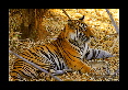 13-Tigre-du-bengale