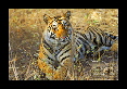 14-Tigre-du-bengale