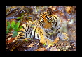 18-Tigre-du-bengale