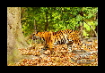 22-Tigre-du-bengale