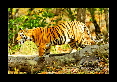 24-Tigre-du-bengale