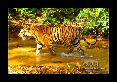 27-Tigre-du-bengale