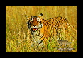 03-Tigre-du-bengale