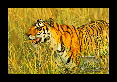04-Tigre-du-bengale