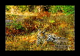 11-Tigre-du-bengale