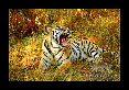 12-Tigre-du-bengale