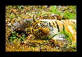13-Tigre-du-bengale