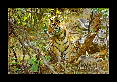 14-Tigre-du-bengale