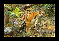 15-Tigre-du-bengale