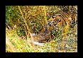 18-Tigre-du-bengale