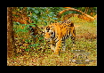 02-Tigre-du-bengale