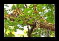 23-Leopard