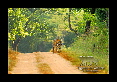 25-Tigre-du-bengale