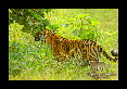 28-Tigre-du-bengale