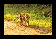 29-Tigre-du-bengale