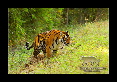 30-Tigre-du-bengale
