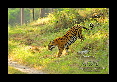 31-Tigre-du-bengale