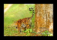 34-Tigre-du-bengale