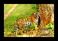 35-Tigre-du-bengale