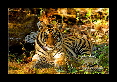 08-Tigre-du-bengale