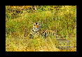 09-Tigre-du-bengale