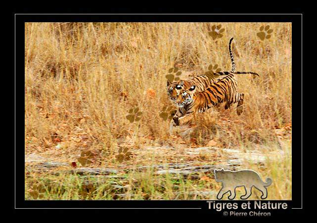_IN10664-tigre,-Bandhavgarh