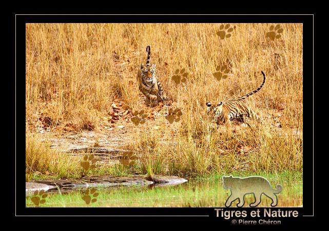 _IN10673-tigre,-Bandhavgarh