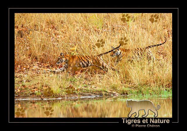 _IN10682-tigre,-Bandhavgarh