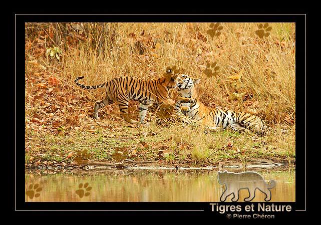 _IN10427-tigre,-Bandhavgarh