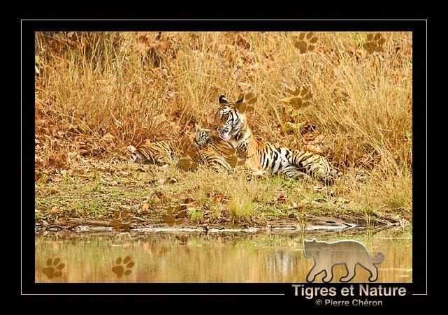_IN10434-tigre,-Bandhavgarh
