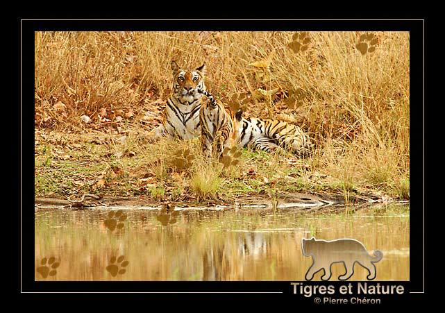 _IN10442-tigre,-Bandhavgarh
