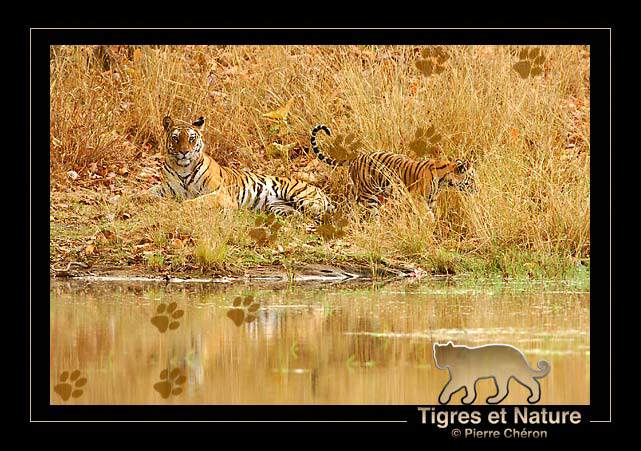 _IN10466-tigre,-Bandhavgarh