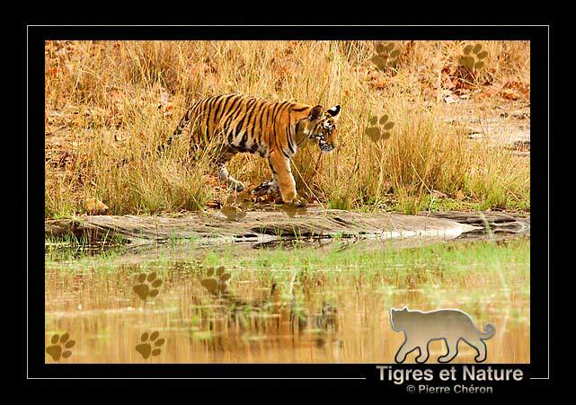 _IN10467-tigre,-Bandhavgarh