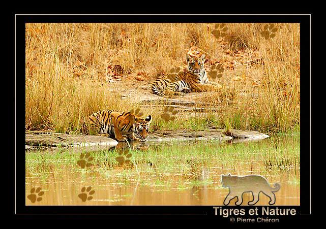_IN10481-tigre,-Bandhavgarh