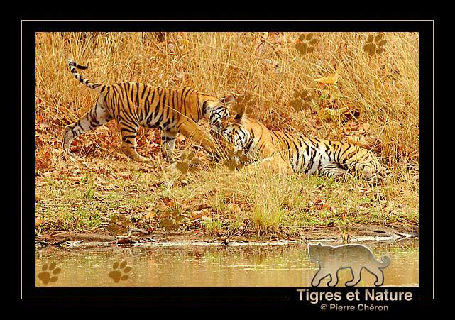 _IN10530-tigre,-Bandhavgarh