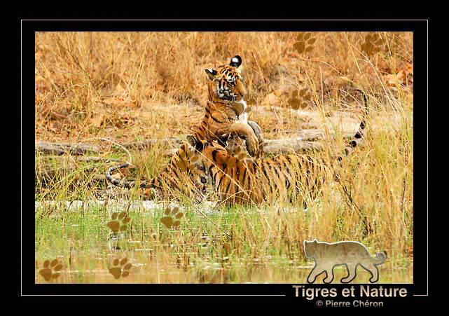 _IN10606-tigre,-Bandhavgarh