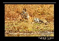 _IN10415-tigre,-Bandhavgarh